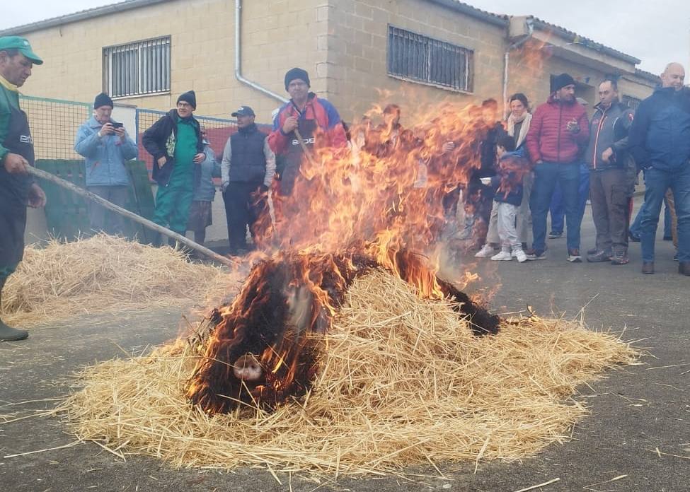 Las fotos de la matanza tradicional de Coca de Alba