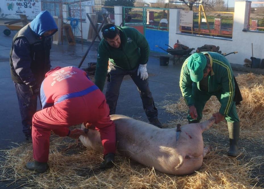 Las fotos de la matanza tradicional de Coca de Alba