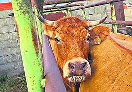 Una vaca con EHE en una explotación salmantina.