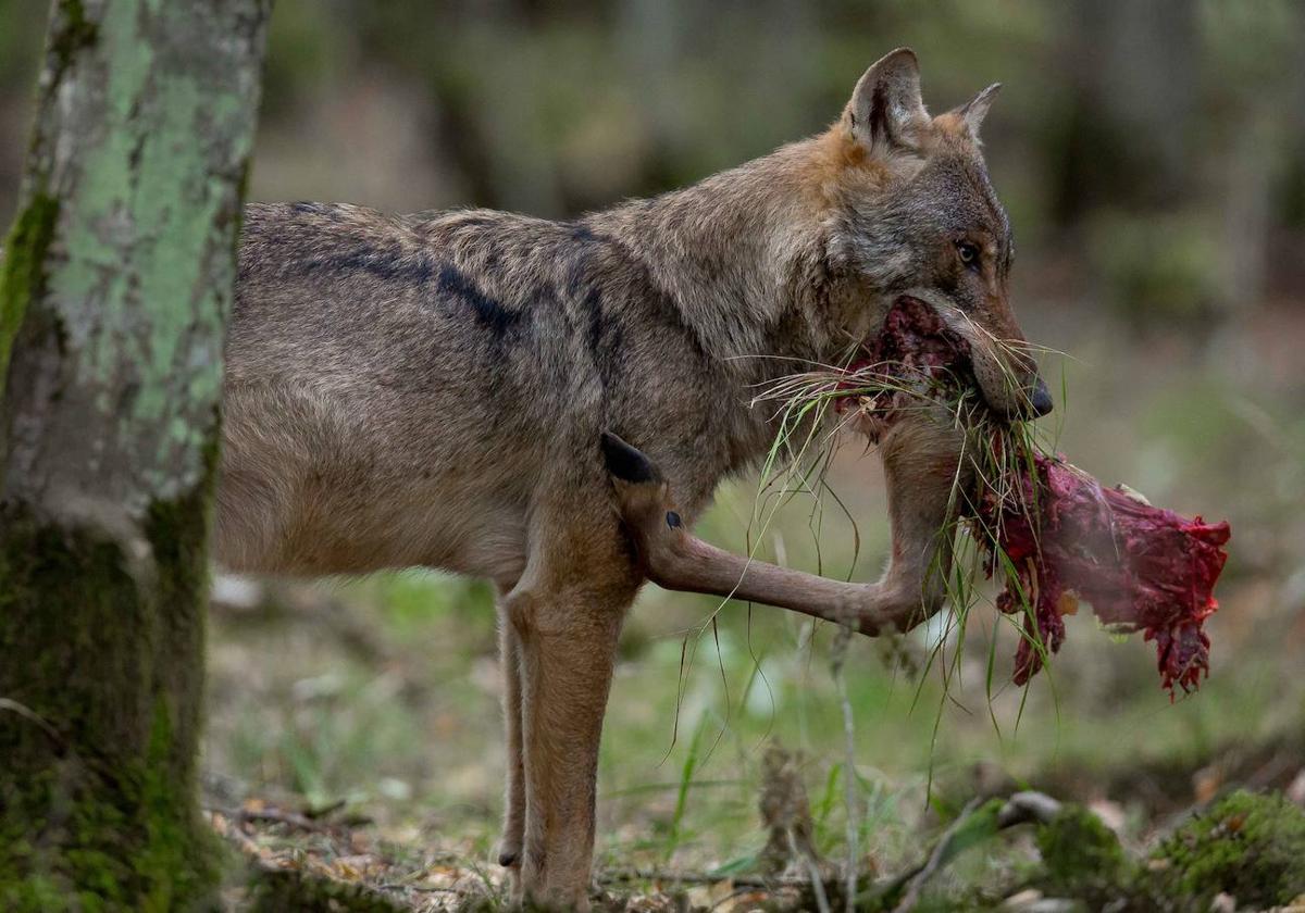 Un lobo alimentándose