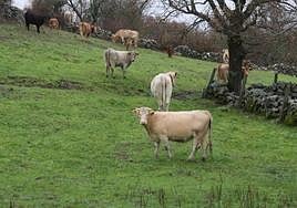 Una imagen de pastos en Valverde de Valdecasa.