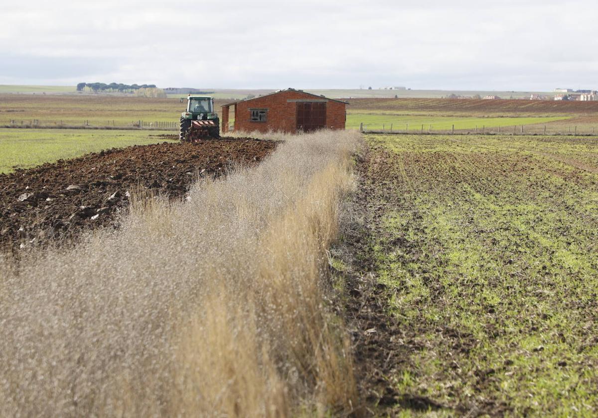 Un agricultor trabaja en La Armuña.