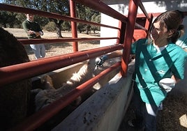 Vacuna de lengua azul.
