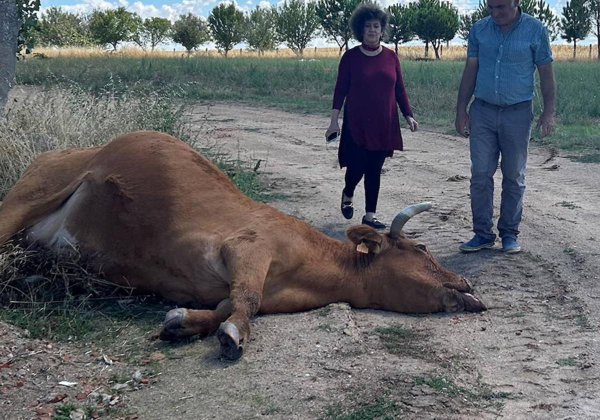 Una vaca muerta por EHE.