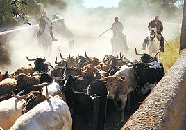 Ganaderos salmantinos dirigen el ganado para encerrarlo y sanearlo.