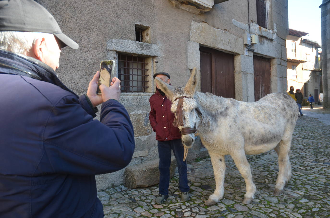 El marrano de San Antón se despide en La Alberca