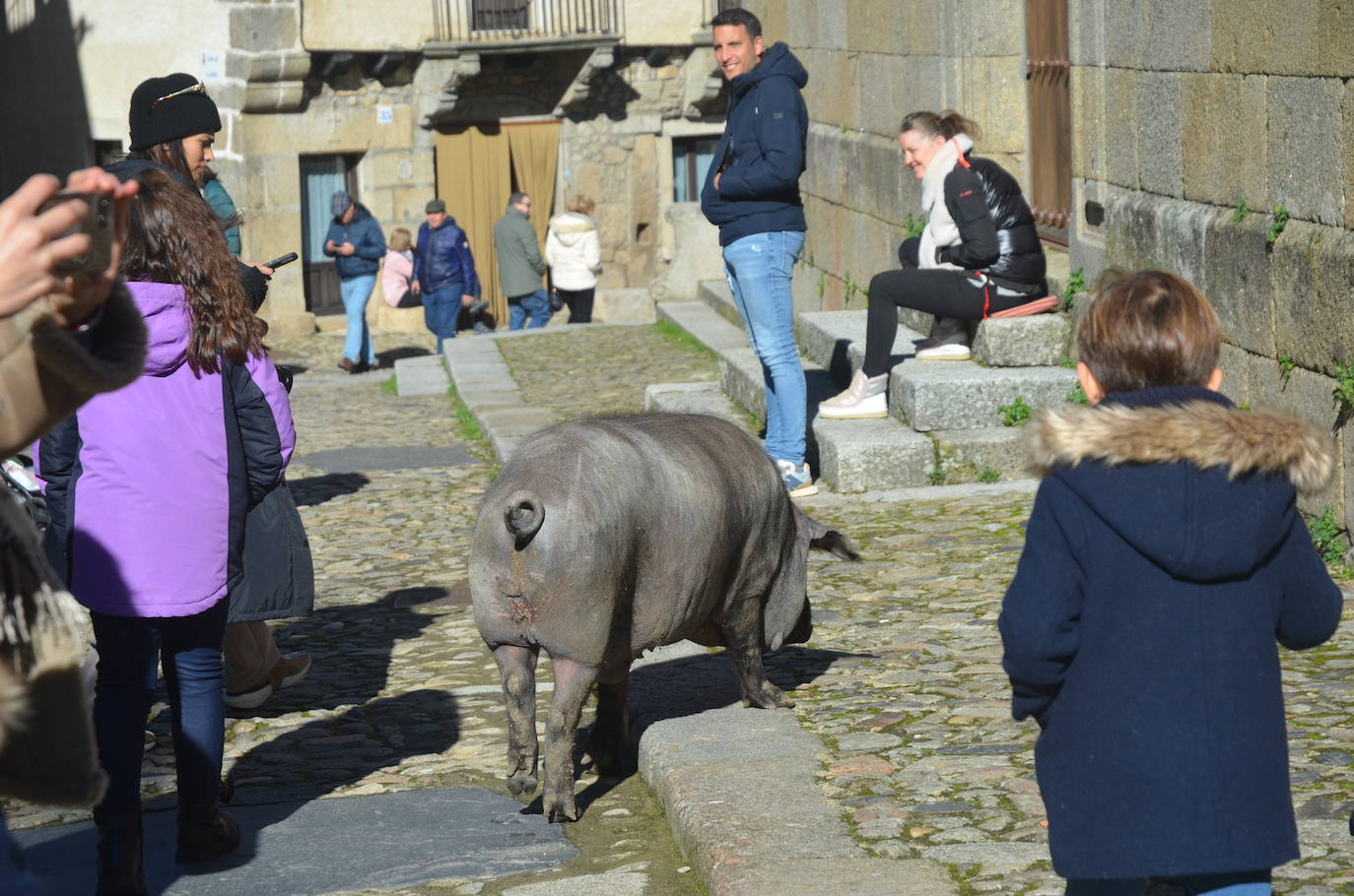 El marrano de San Antón se despide en La Alberca