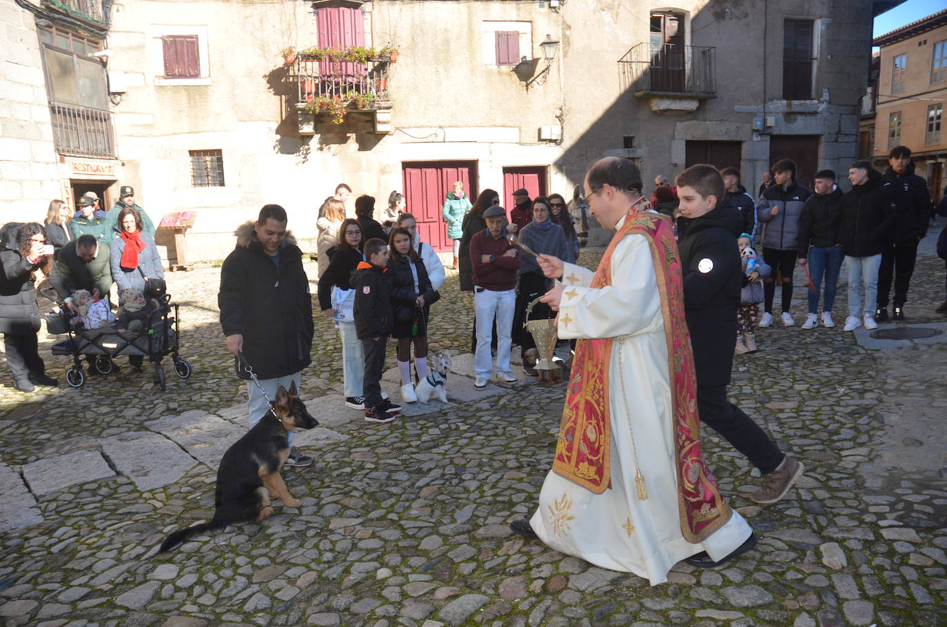 El marrano de San Antón se despide en La Alberca