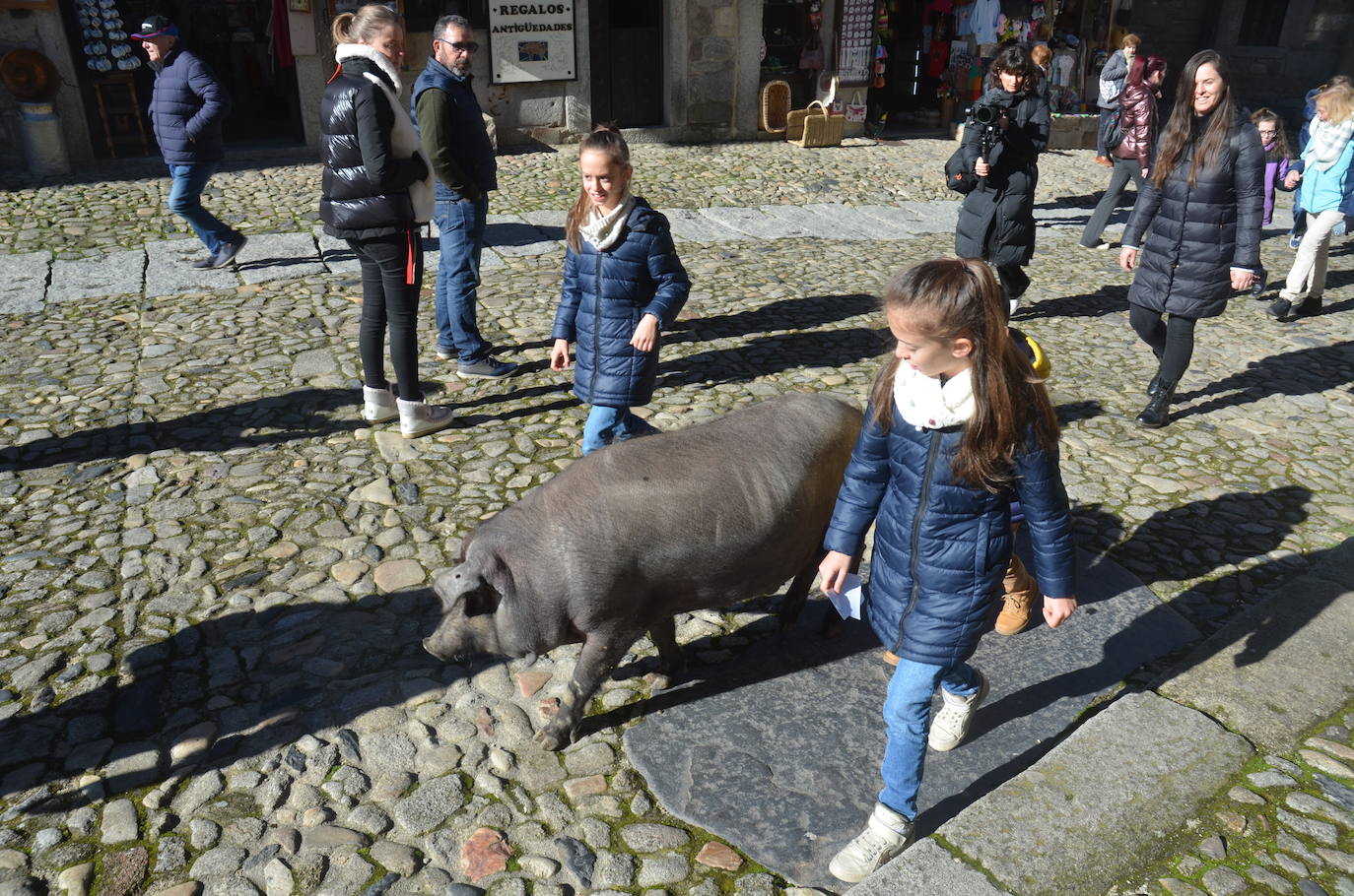 El marrano de San Antón se despide en La Alberca