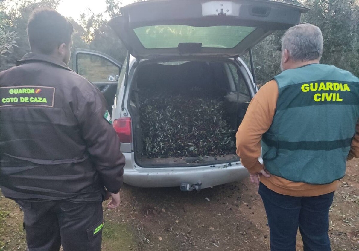 La Guardia Civil interviene 6.000 kilos de aceitunas recolectados de forma ilícita.