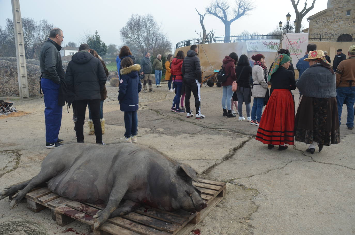 Cita ineludible con la Fiesta de la Matanza Tradicional en Saelices el Chico