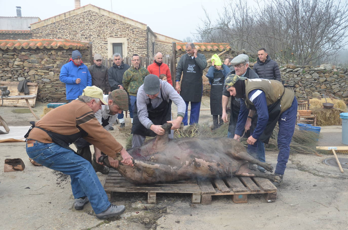 Cita ineludible con la Fiesta de la Matanza Tradicional en Saelices el Chico