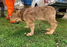 El triste caso de Zapatones: otro ternero con malformaciones por la EHE que lucha por sobrevivir