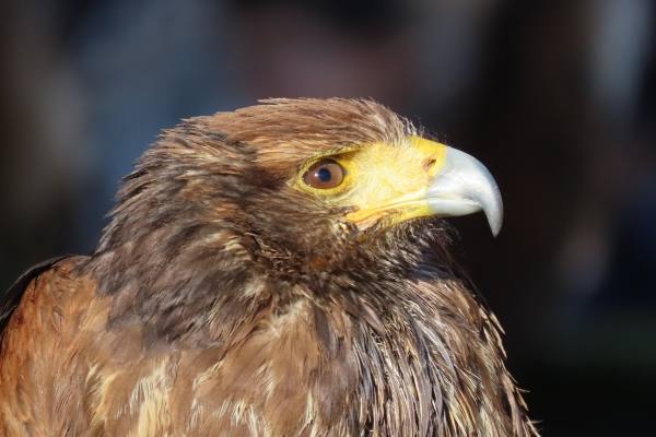 Babilafuente conoce aves rapaces de todo el mundo en directo