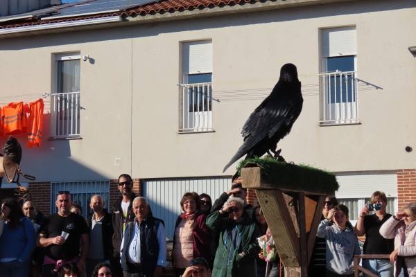 Babilafuente conoce aves rapaces de todo el mundo en directo