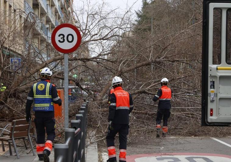 Árbol caído a consecuencia del viento en la avenida de los Comuneros