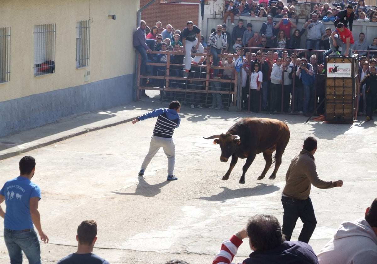 'Hurón', primer Toro del Voto de Villoria.