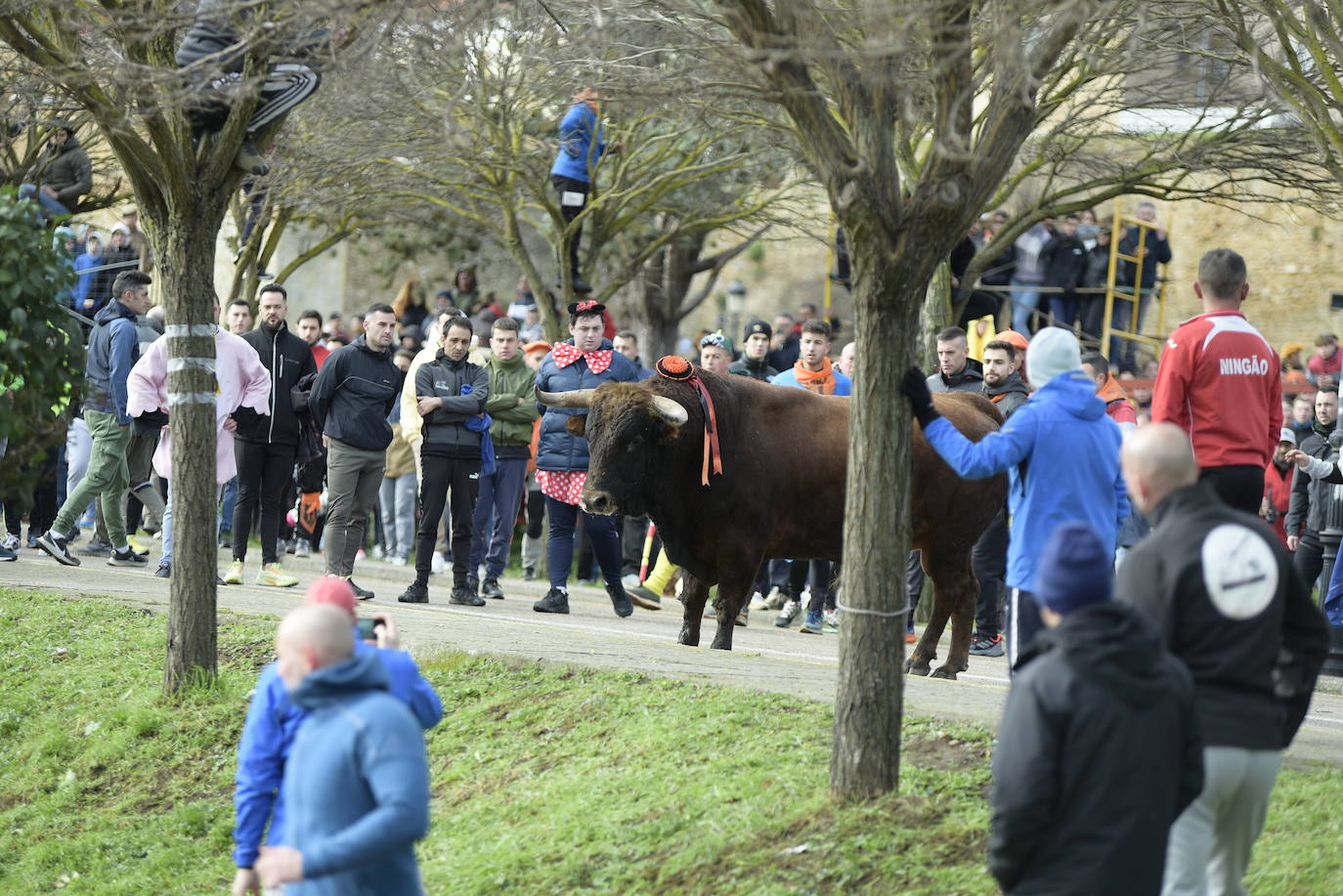 «Fragata» navega en un par de mozos en el Toro del Antruejo 2024