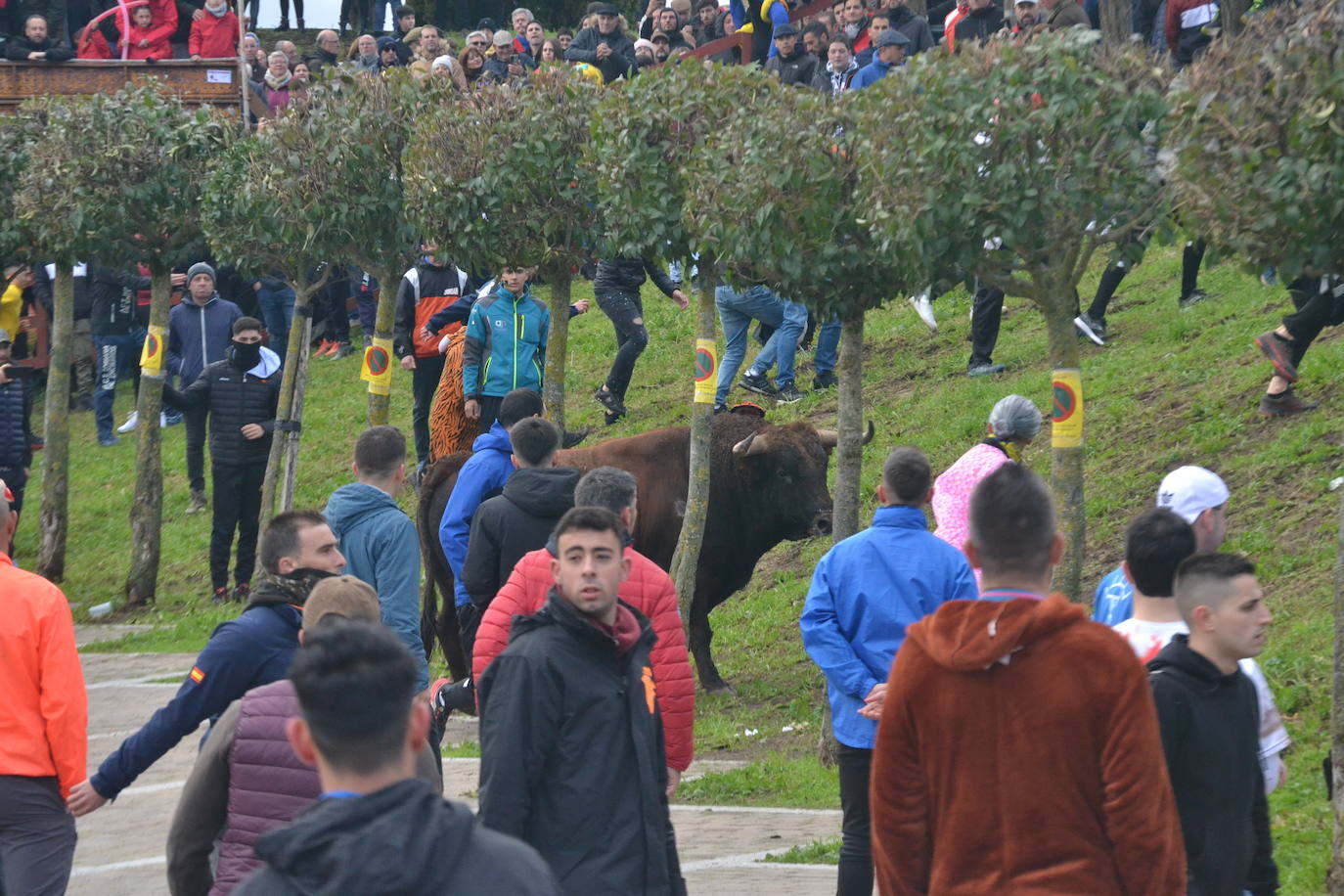 «Fragata» navega en un par de mozos en el Toro del Antruejo 2024