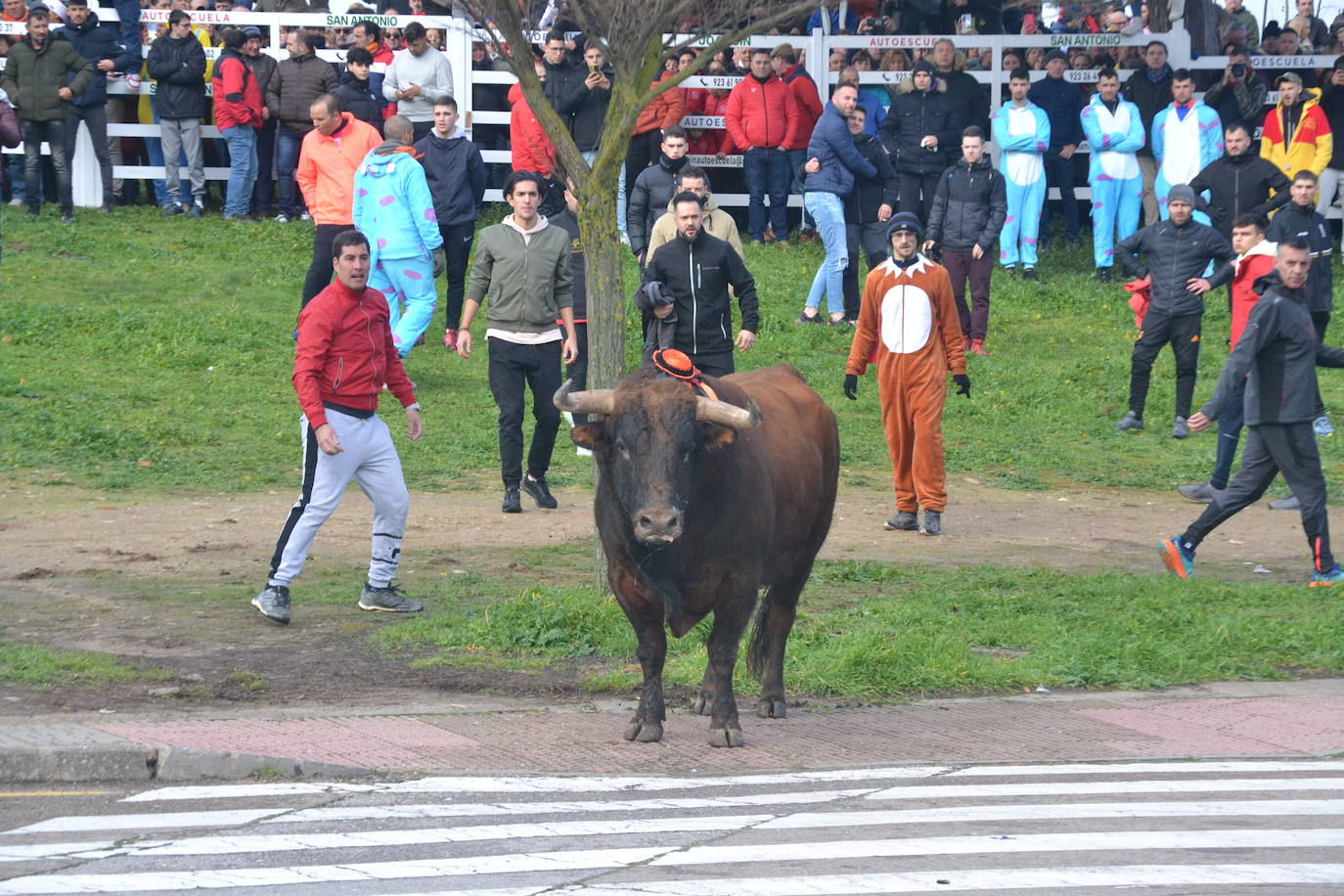 «Fragata» navega en un par de mozos en el Toro del Antruejo 2024