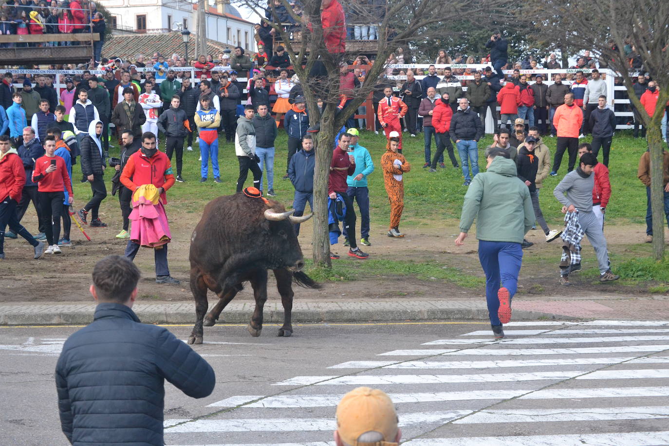 «Fragata» navega en un par de mozos en el Toro del Antruejo 2024