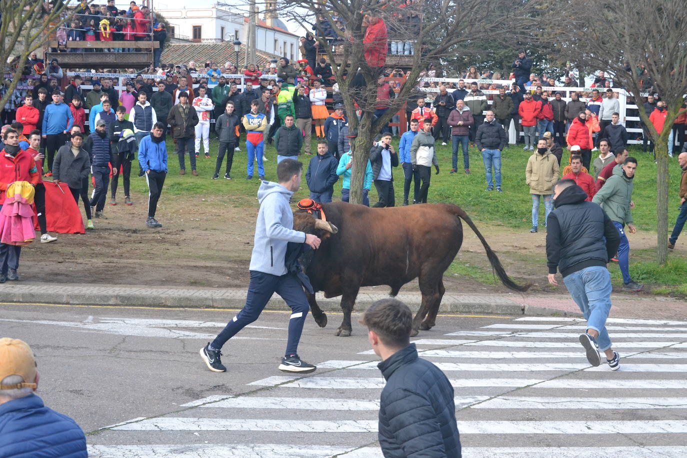 «Fragata» navega en un par de mozos en el Toro del Antruejo 2024