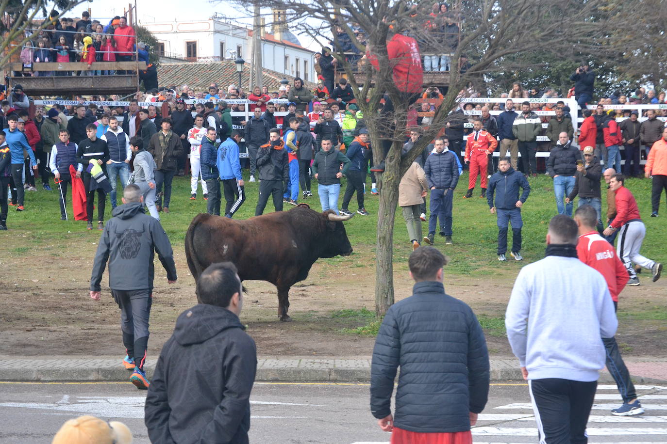 «Fragata» navega en un par de mozos en el Toro del Antruejo 2024