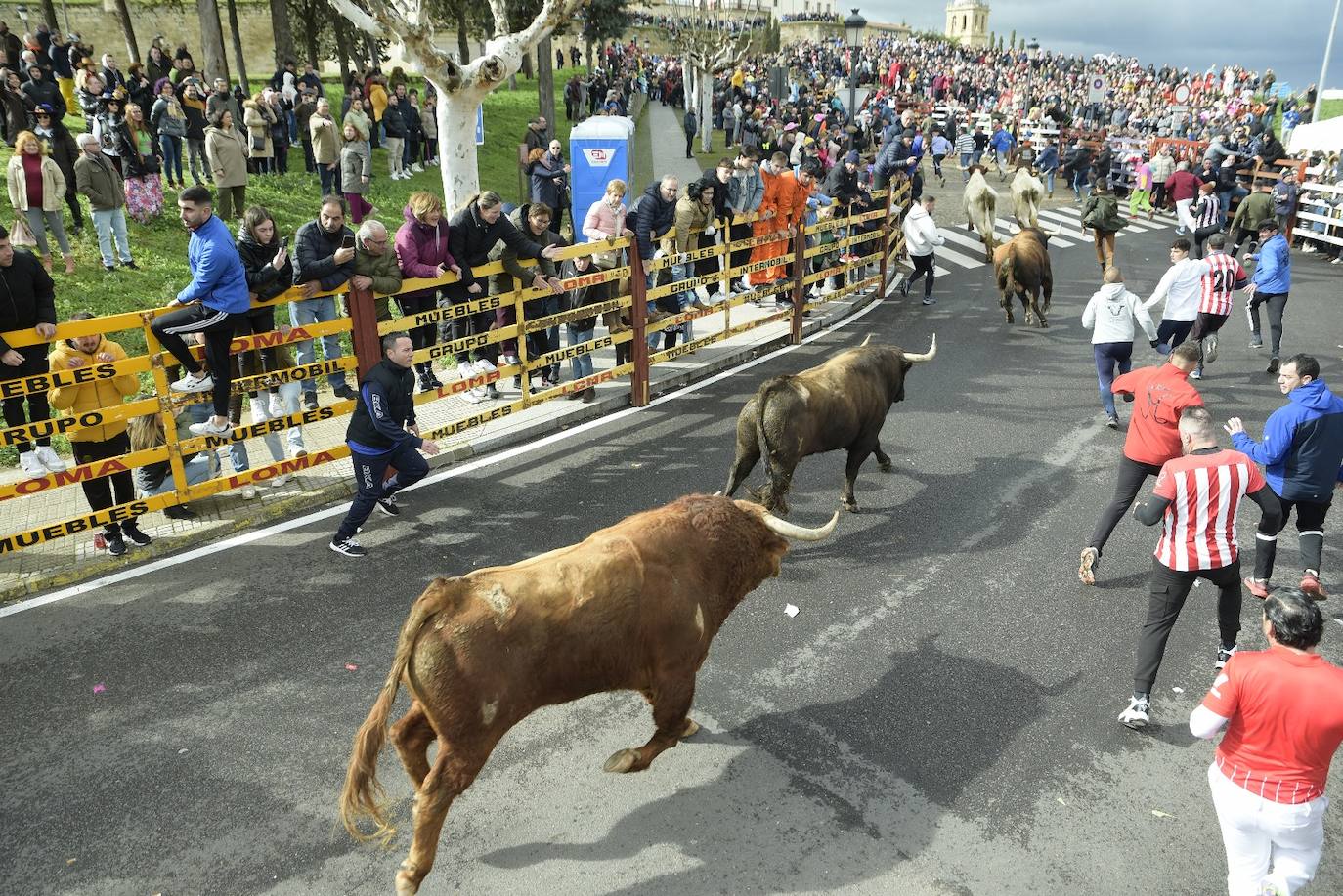 El primer y accidentado encierro en el Carnaval del Toro, en imágenes