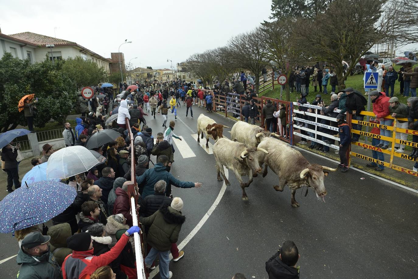 Rápido y vistoso encierro a caballo del Carnaval del Toro