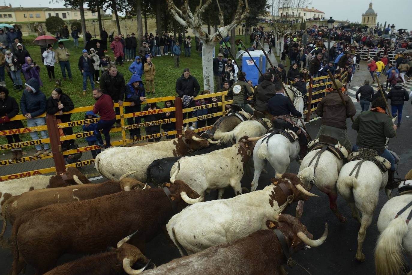 Rápido y vistoso encierro a caballo del Carnaval del Toro