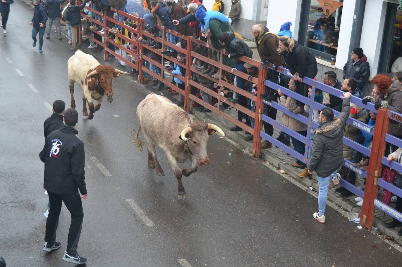 Rápido y vistoso encierro a caballo del Carnaval del Toro