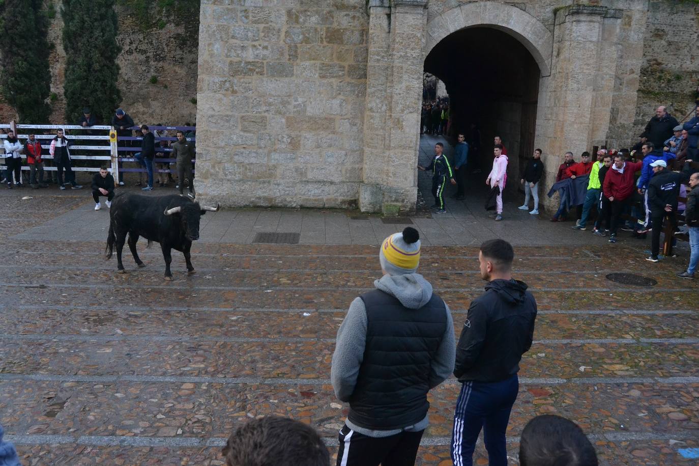 Buen juego del Toro del Aguardiente del Carnaval de Ciudad Rodrigo 2024