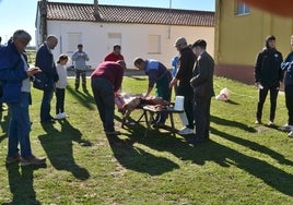 Momento del despiece del animal durante la matanza tradicional de este domingo