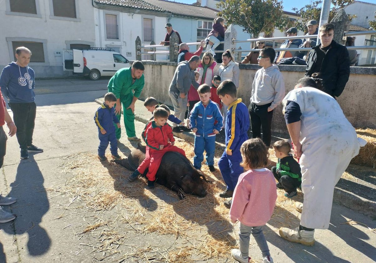 Los niños protagonizan la matanza de Fuenterroble de Salvatierra