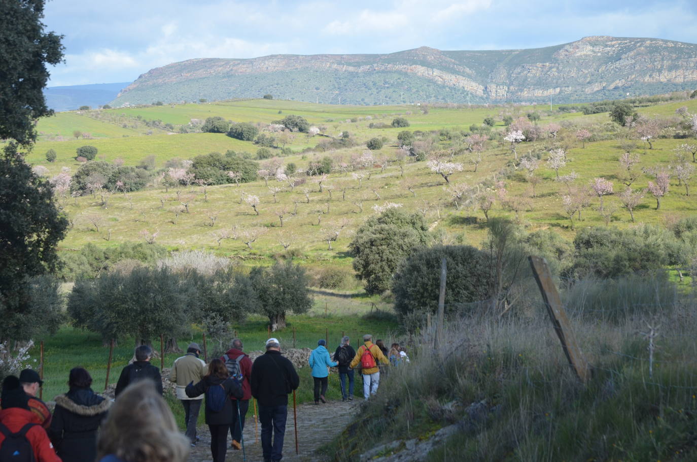 Más de 200 senderistas salen al encuentro de los almendros en flor desde La Fregeneda