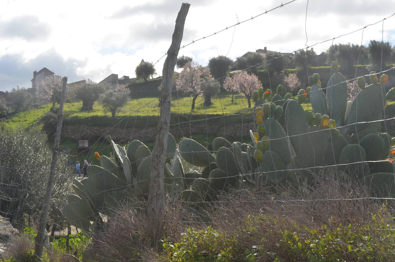 Más de 200 senderistas salen al encuentro de los almendros en flor desde La Fregeneda