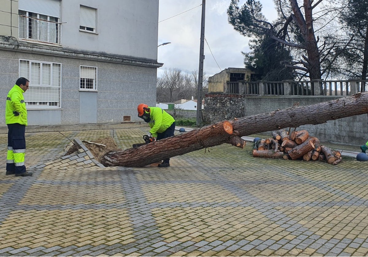 Santa Marta amanece con el desplome de un árbol de más de una tonelada de peso