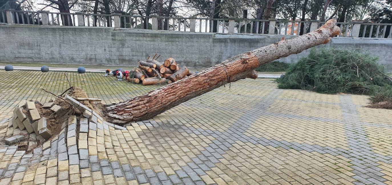 Santa Marta amanece con el desplome de un árbol de más de una tonelada de peso