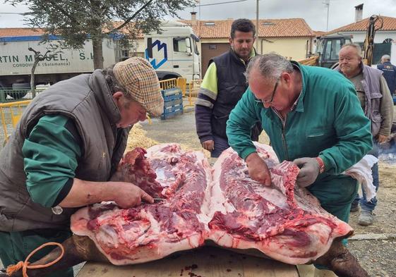 Vecinos voluntarios de Macotera en plena faena, durante el despiece, chamuscado y otros momentos de la 7ª Matanza Tradicional que se celebra en la villa.