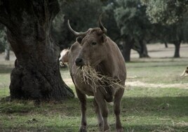 Una vaca en una explotación extensiva.