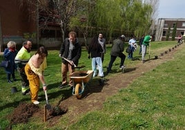 Los estudiantes voluntarios plantan las pequeñas secuoyas