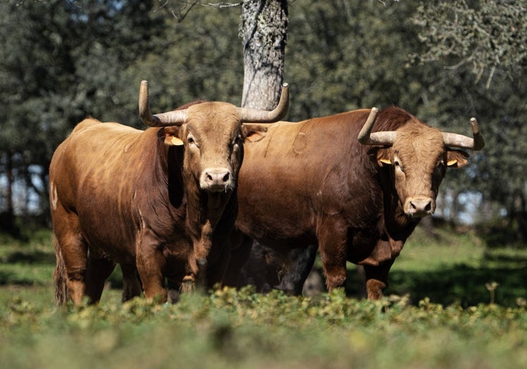 EN EL CAMPO. Dos toros de Pedraza de Yeltes, en los cercados de la finca salmantina del mismo nombre, antes de su embarque a la plaza de toros de Las Ventas, donde se lidiarán este domingo, por Manuel Días Gomez, Román y Francisco de Manuel.