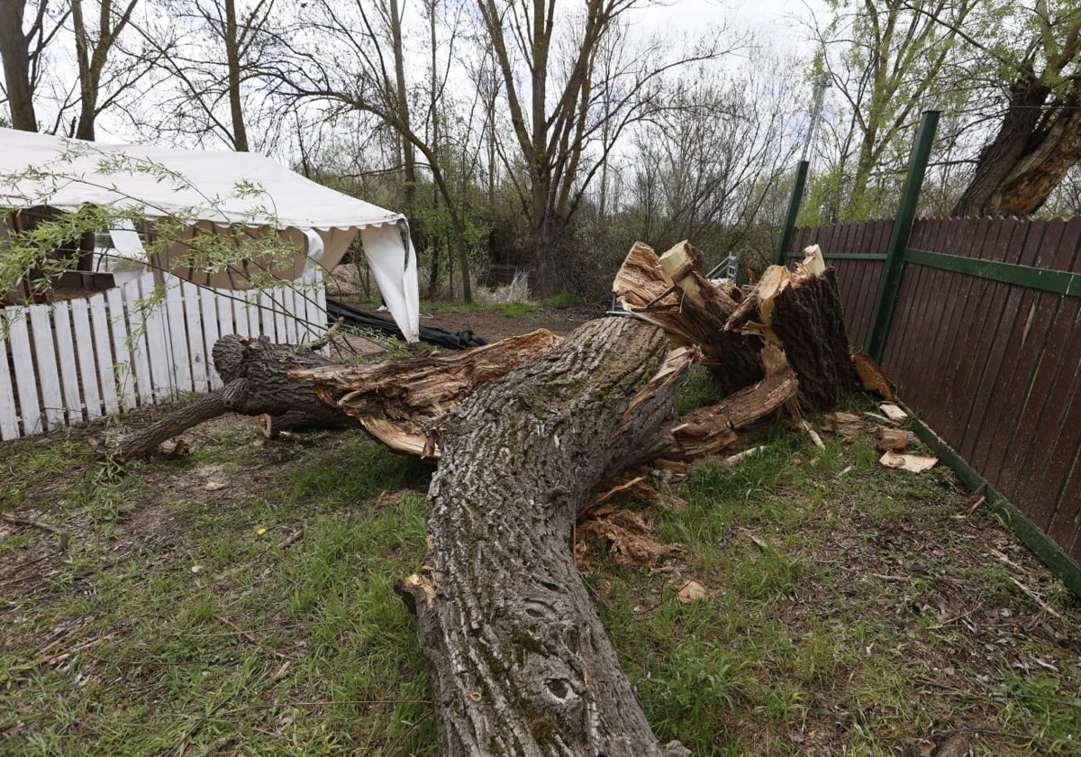 El viento derriba un enorme árbol en La Aldehuela y causa daños en dos chiringuitos