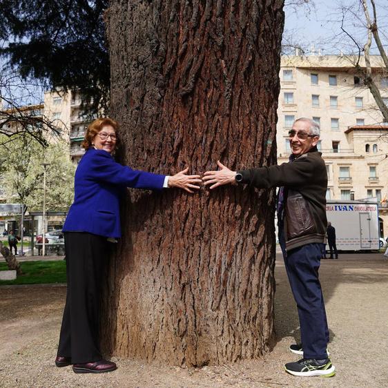 Carmen y Blas demuestran que incluso entre dos personas es casi imposible abarcar con los brazos el tronco del cedro de La Alamedilla.