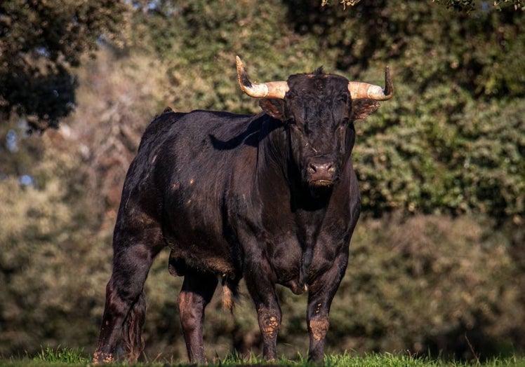 'Sortijillo', uno de los astados de San Isidro, en la finca de Juan Luis Fraile.
