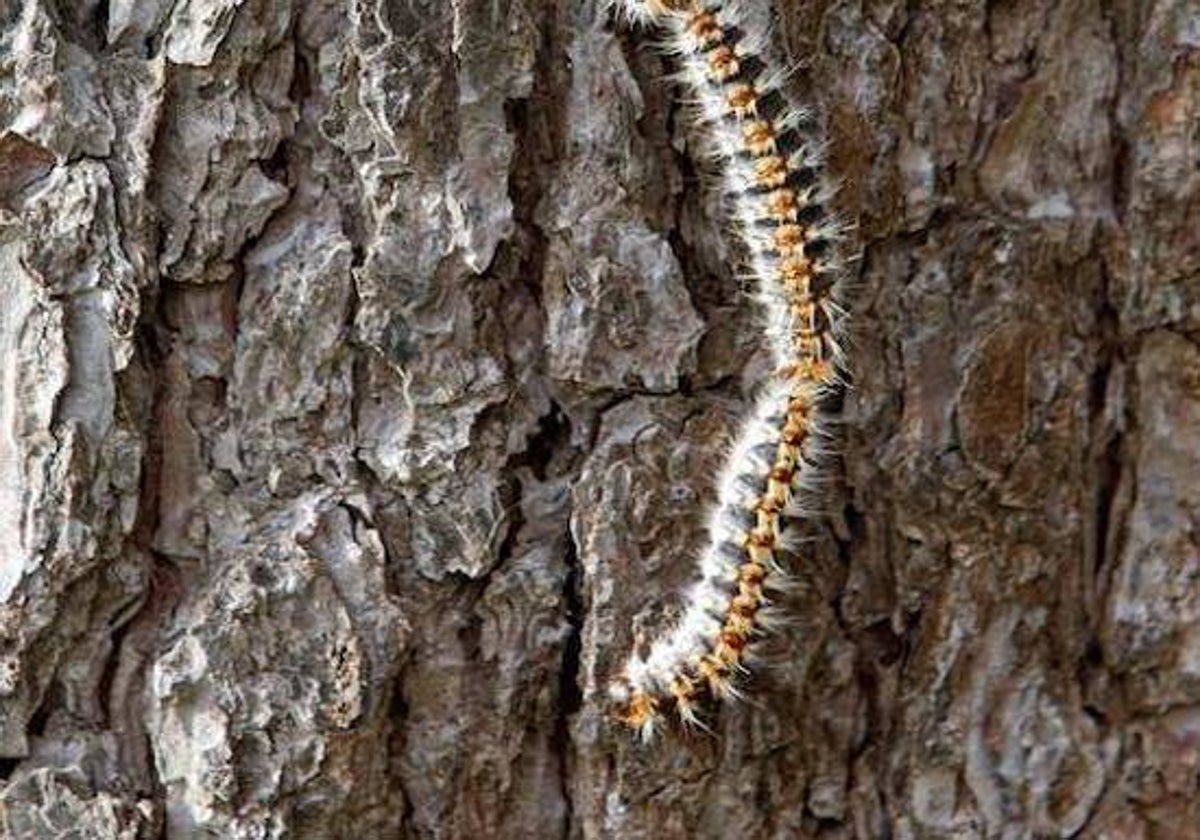 Varias procesionarias descienden por el tronco de un árbol.