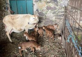 La oveja madre con los seis corderos y al fondo, el que nació muerto.