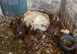 El ganadero al que le nacieron siete corderos de una oveja: «Otros abandonarían»