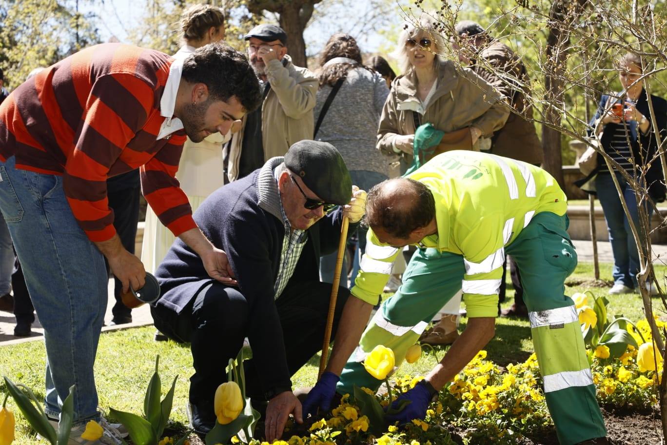 Tulipanes para sensibilizar y buscar avances contra el párkinson