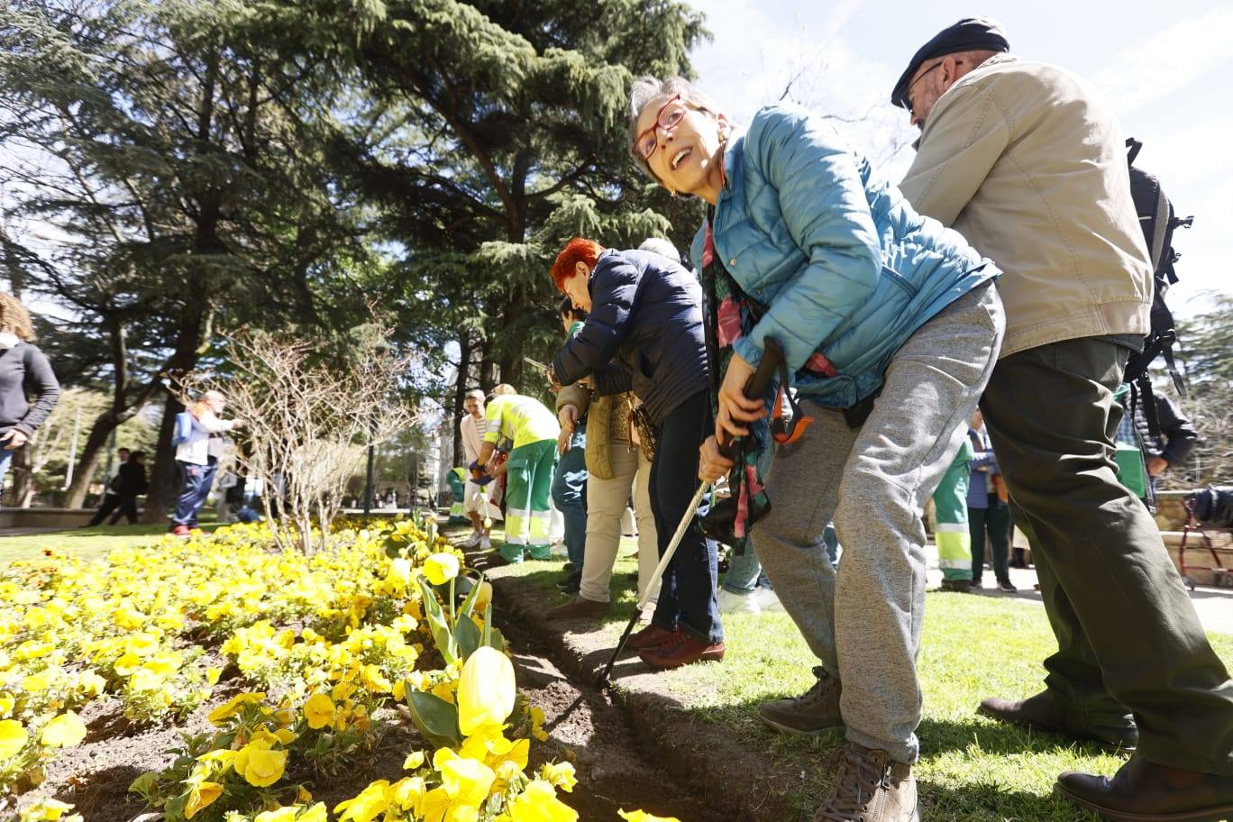 Tulipanes para sensibilizar y buscar avances contra el párkinson